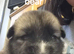 SHEPSKY PUPS