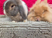 Lop and lionhead male and female