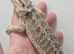 Baby bearded dragons