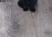 1 Adorable fluffy kitten