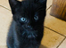Lovely Playful Kittens Ready Now