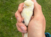 Female canarie