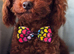 Asian Toy Poodles