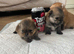 Pomeranian puppy's