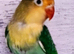 Baby love birds