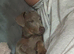 Miniature dachshund -reduced