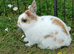Rescue..Sweet very quiet little dwarf boy. 8 months.Loves being out on the grass in peace!