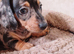 Available now one boys and two girls left,beautiful little dachshund puppies