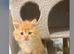 Gawgus little boy