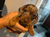 Stunning dachshunds ready to leave soon