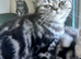 Bsh. Kitten girl looking for home.I have