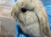 Male Baby rabbit