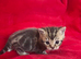 Beautiful Scottish fold kittens