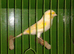 Mosaic canary male