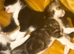 Beautiful fluffy fur balls