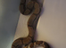 boa constrictor babys 4 weeks old