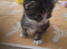 Gorgeous kittens