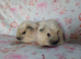 Beautiful girl guinea pigs ready now Derbyshire