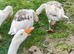 Four young geese looking for new home