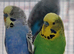 Budgies 6 months