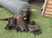 Blue German shepherd puppies