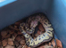 Fire pastel clown het vpi axanthic