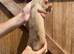 3 Jill ferrets 3 years old