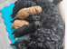 Cockerpoo cross poochon pups