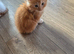Maine coon kittens