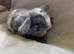 Baby mini lop ready now