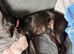Kc reg female whippet