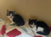 Mixed breed kittens
