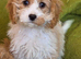 Beautiful Cavapoo Puppies