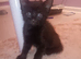 Mixed breed female kittens all black,