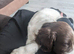 Working cooker spaniel