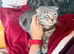 Cookie- grey tabby Scottish fold