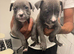 Last 2 blue females left staff cross pocket bully
