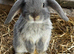 3 mini loo eared boy rabbits avilable