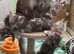 Maine Conn kittens &zwj;