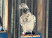 Pakistani High flyers pigeons