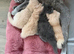 British longhair kittens(1 girl available)