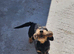 Dachshund x Bedlington terrier