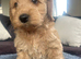 Beautiful Cockerpoo Puppies