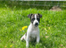 Parson type jack russells