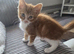 Female kitten for sale