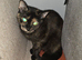 2 female for sale 1 kitten and one adult cat