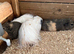 Girl guinea pigs for sale