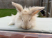 Angora mini lion lop mixed breed