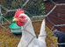 White Leghorn Cockerel for sale