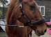 Ex polo pony